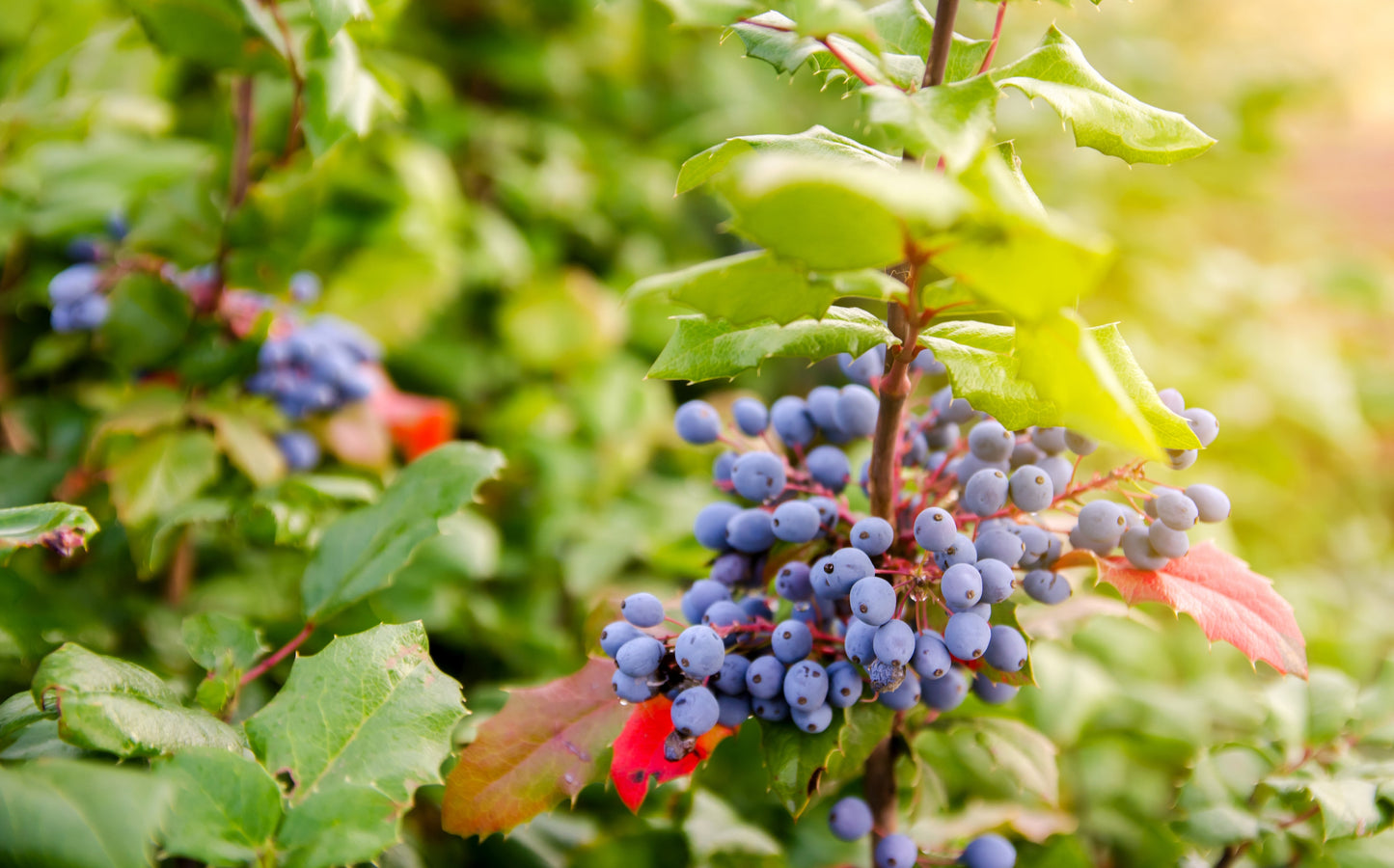 Wild Oregon Grape Root