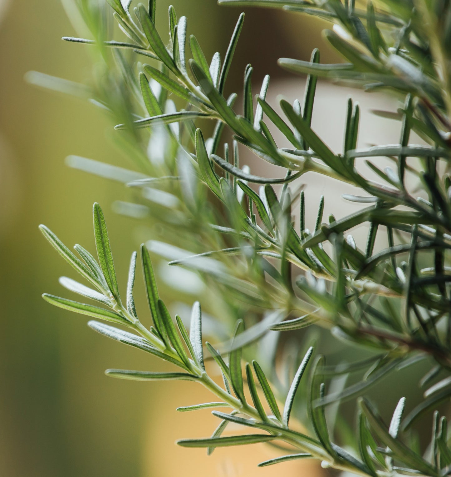 Pure Grass-Fed Canadian Tallow Balm – 1 or 2 Ingredients